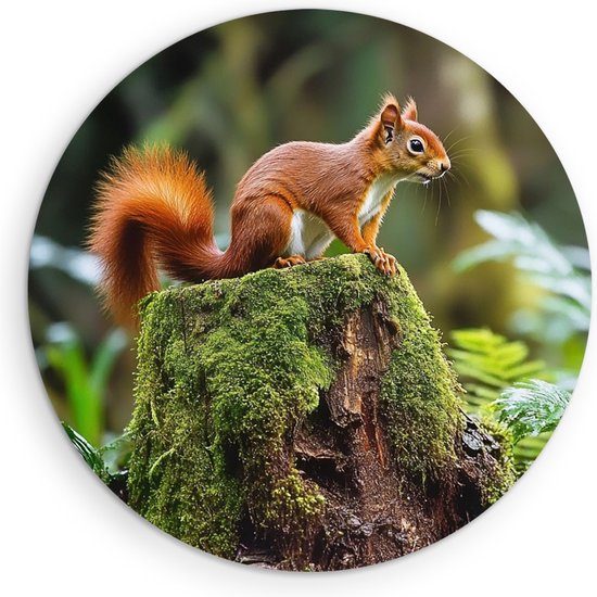 Saammp Forex Muurcirkel - Natuur - Eekhoorn op stronk - landschap - Ø 60 - Wandcirkel - Wanddecoratie Cirkel - Muurdecoratie Woonkamer - Slaapkamer decoratie - Rond Schilderij