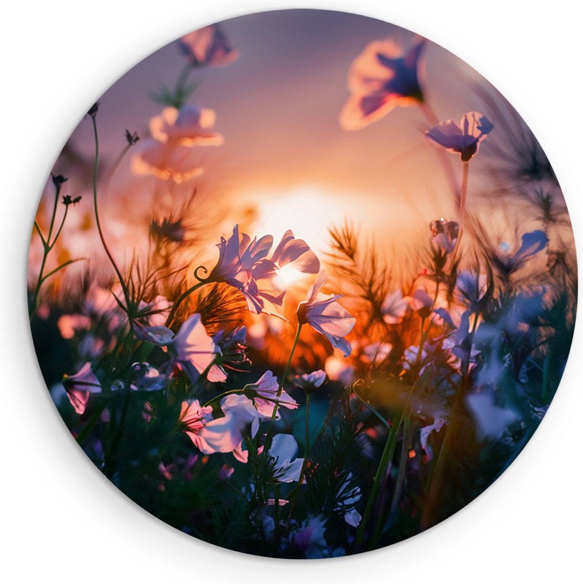 Saammp Forex Muurcirkel - Landschap - Bloemen met zonsondergang - Natuur - Ø 30 - Wandcirkel - Wanddecoratie Cirkel - Muurdecoratie Woonkamer - Slaapkamer decoratie - Rond Schilderij