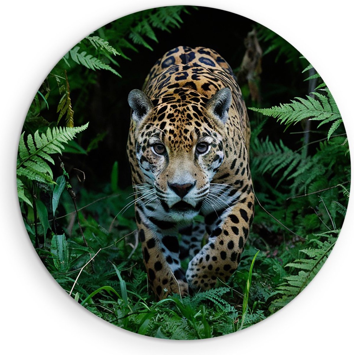 Saammp Muurcirkel Hout - Jaguar in de natuur- Dieren - Ø 70 - Wandcirkel - Wanddecoratie Cirkel - Muurdecoratie Woonkamer - Slaapkamer decoratie - Rond Schilderij