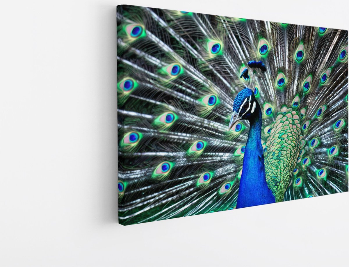 Saammp Canvas Schilderij - Pauw met grote hanen - Dieren - Bloemen - 60x40 - Foto op canvas - Wanddecoratie - muurdecoratie Woonkamer - Slaapkamer decoratie - Canvas Print Multicolor