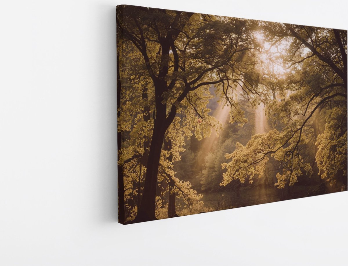 Saammp Canvas Schilderij - Lichtval - Bomen - Landschap - Natuur - 60x40 - Foto op canvas - Wanddecoratie - Muurdecoratie Woonkamer - Slaapkamer decoratie - Canvas Print Multicolor