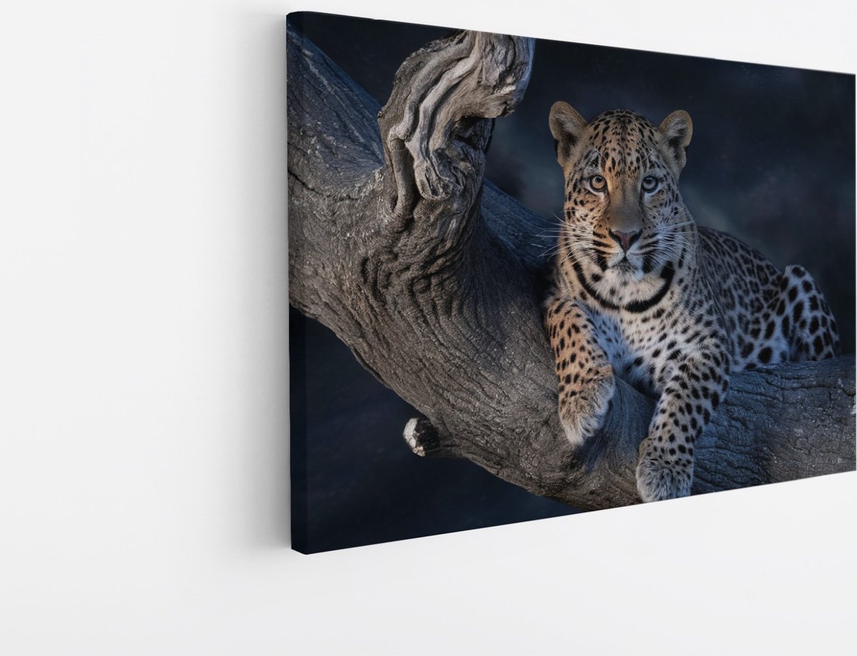 Saammp Canvas Schilderij - Luipaard op boom - Natuur - Dieren - 70x50 - Foto op canvas - Wanddecoratie - Muurdecoratie Woonkamer - Slaapkamer decoratie - Canvas Print Multicolor