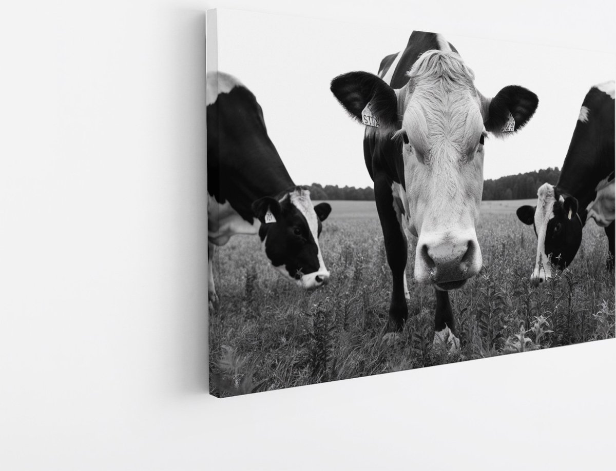 Saammp Canvas Schilderij - 3 Koeien in de wei - Natuur - Dieren - 150x100 - Foto op canvas - Wanddecoratie - Muurdecoratie Woonkamer - Slaapkamer decoratie - Canvas Print Multicolor