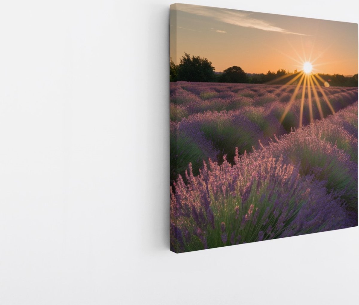 Saammp Canvas Schilderij - Lavendelveld tijdens zonsopgang - Natuur - Landschap - 20x20 - Foto op canvas - Wanddecoratie - Muurdecoratie Woonkamer - Slaapkamer decoratie - Canvas Print Multicolor