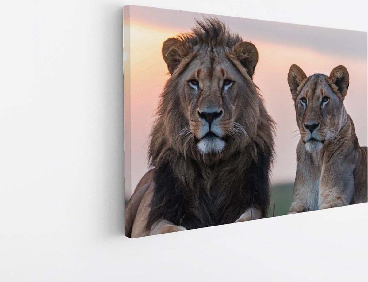 Saammp Canvas Schilderij - Leeuw en Leeuwin - Dieren - Natuur - 45x30 - Foto op canvas - Wanddecoratie - Muurdecoratie Woonkamer - Slaapkamer decoratie - Canvas Print Multicolor