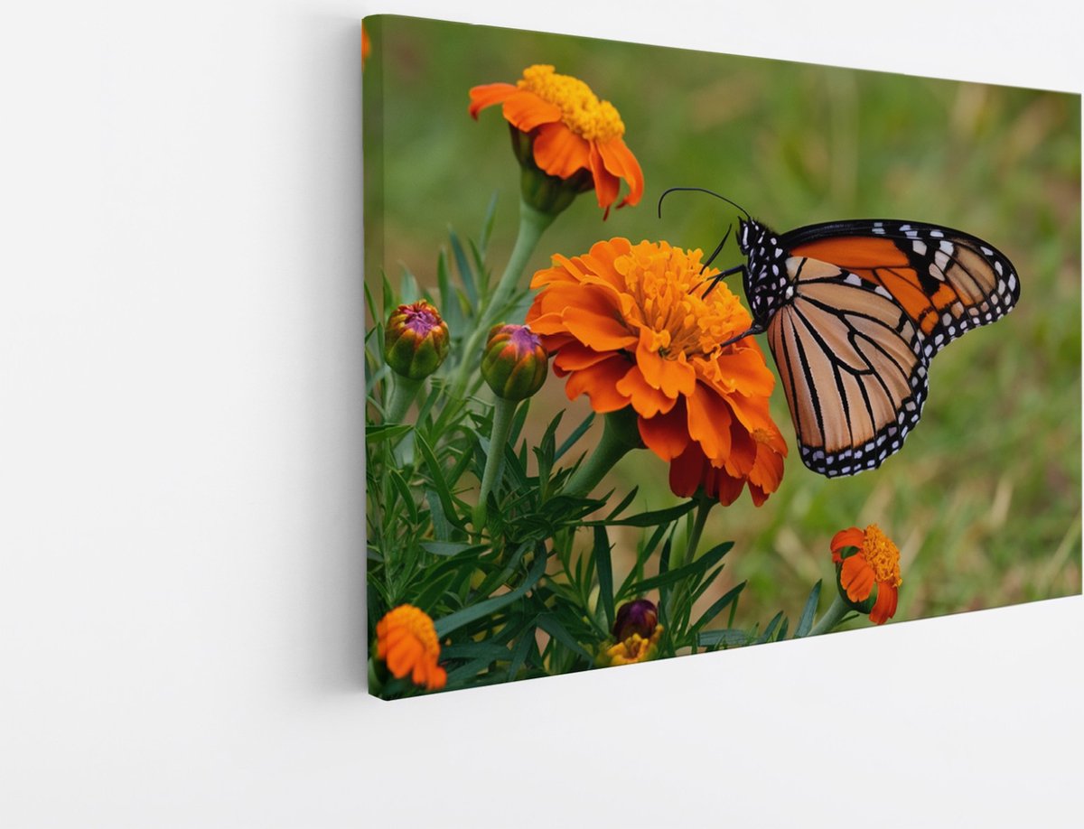Saammp Canvas Schilderij - Vlinder - Oranje Bloemen - Dieren - Natuur - 120x80 - Foto op canvas - Wanddecoratie - muurdecoratie Woonkamer - Slaapkamer decoratie - Canvas Print Multicolor