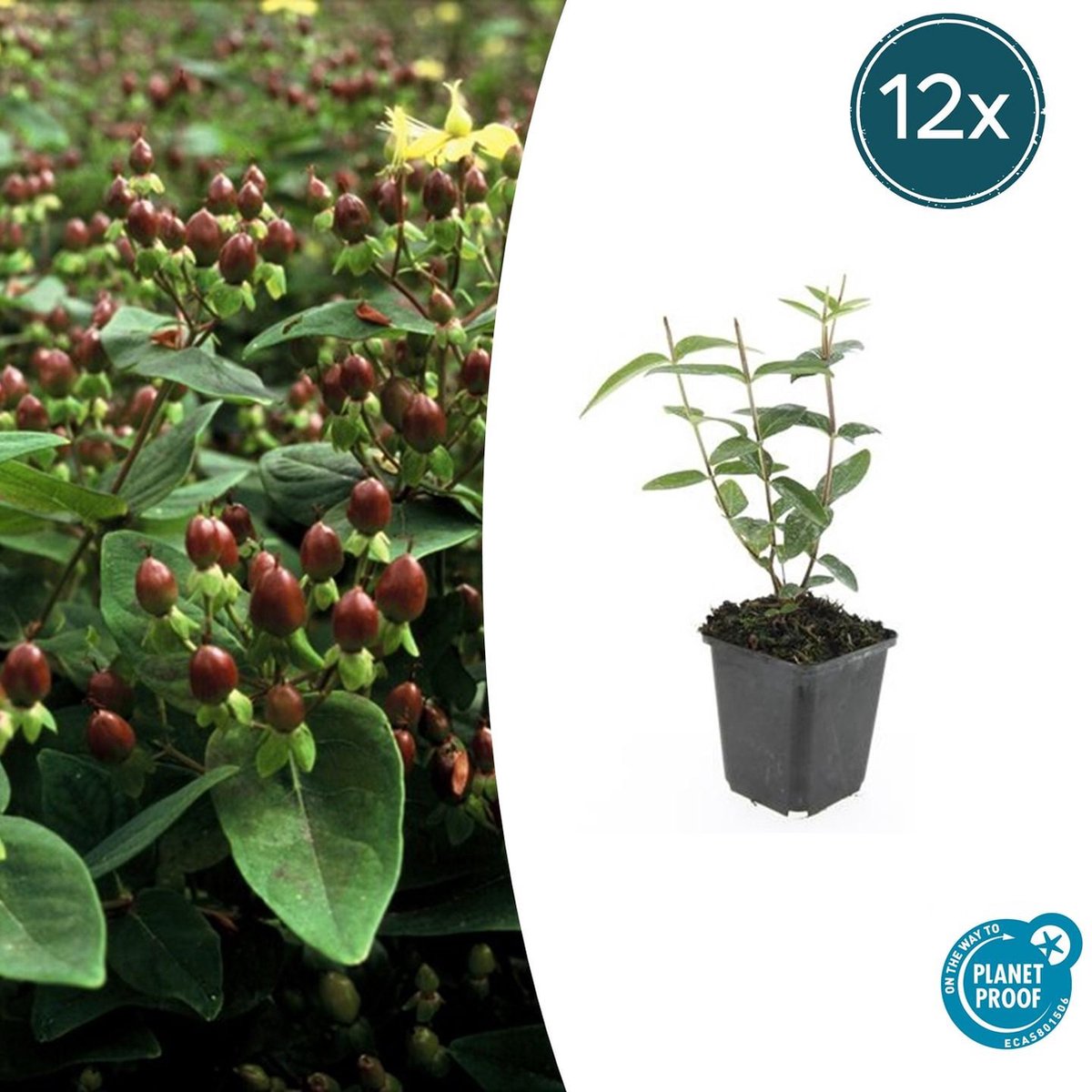 Tuinplantenshop.com | Hypericum inodorum 'Rheingold' | 12 stuks - Ø9cm - 10-25cm hoog - Tuinplant