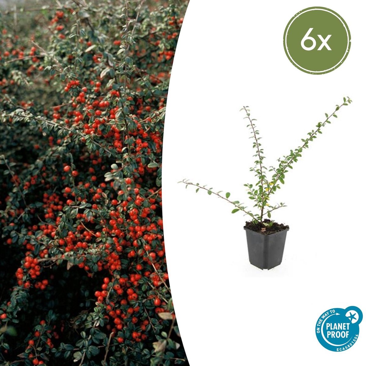 Tuinplantenshop.com | Cotoneaster suec. 'Coral Beauty' | 6 stuks - Ø9cm - 10-25cm hoog - Tuinplant