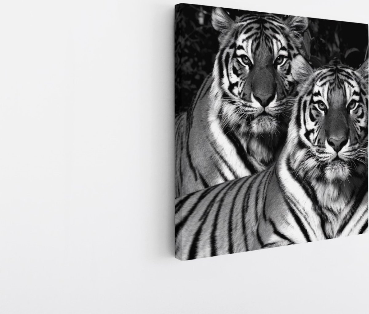 Saammp Canvas Schilderij - 2 Tijgers - Natuur - Dieren - 30x30 - Foto op canvas - Wanddecoratie - muurdecoratie Woonkamer - Slaapkamer decoratie - Canvas Print Multicolor