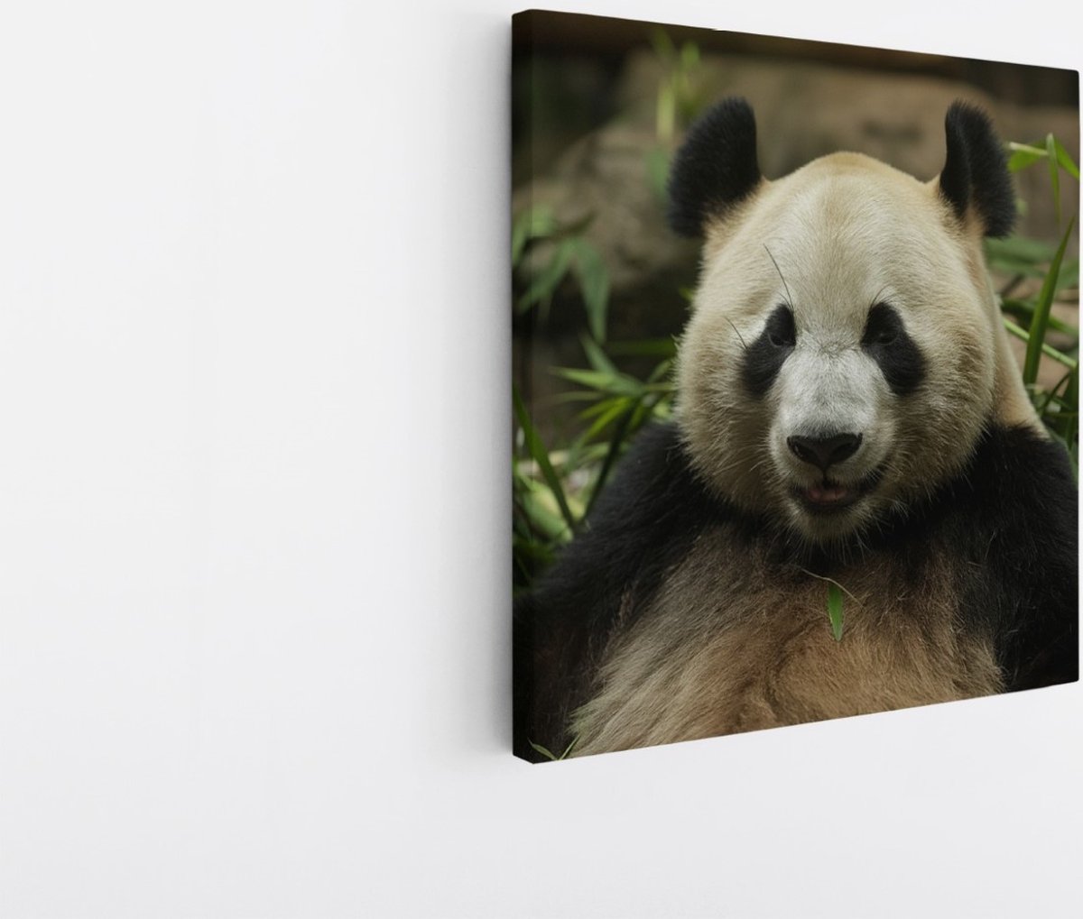 Saammp Canvas Schilderij - Panda tussen het gras - Natuur - Dieren - 60x60 - Foto op canvas - Wanddecoratie - Muurdecoratie Woonkamer - Slaapkamer decoratie - Canvas Print Multicolor