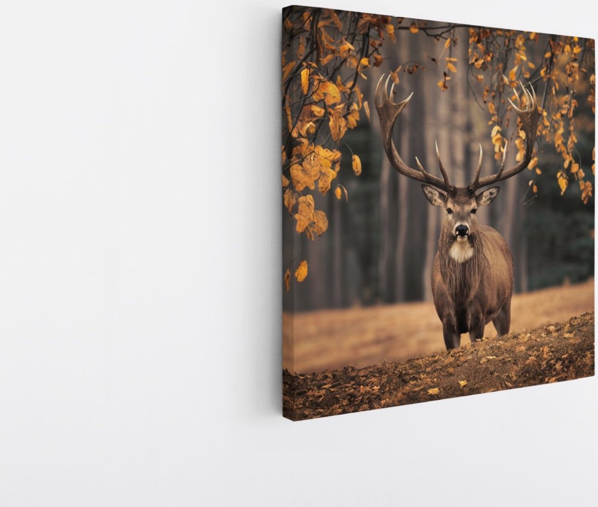 Saammp Canvas Schilderij - Hert in de wei tijdens de herfst tijden - Natuur - Dieren - 60x60 - Foto op canvas - Wanddecoratie - Muurdecoratie Woonkamer - Slaapkamer decoratie - Canvas Print Multicolor