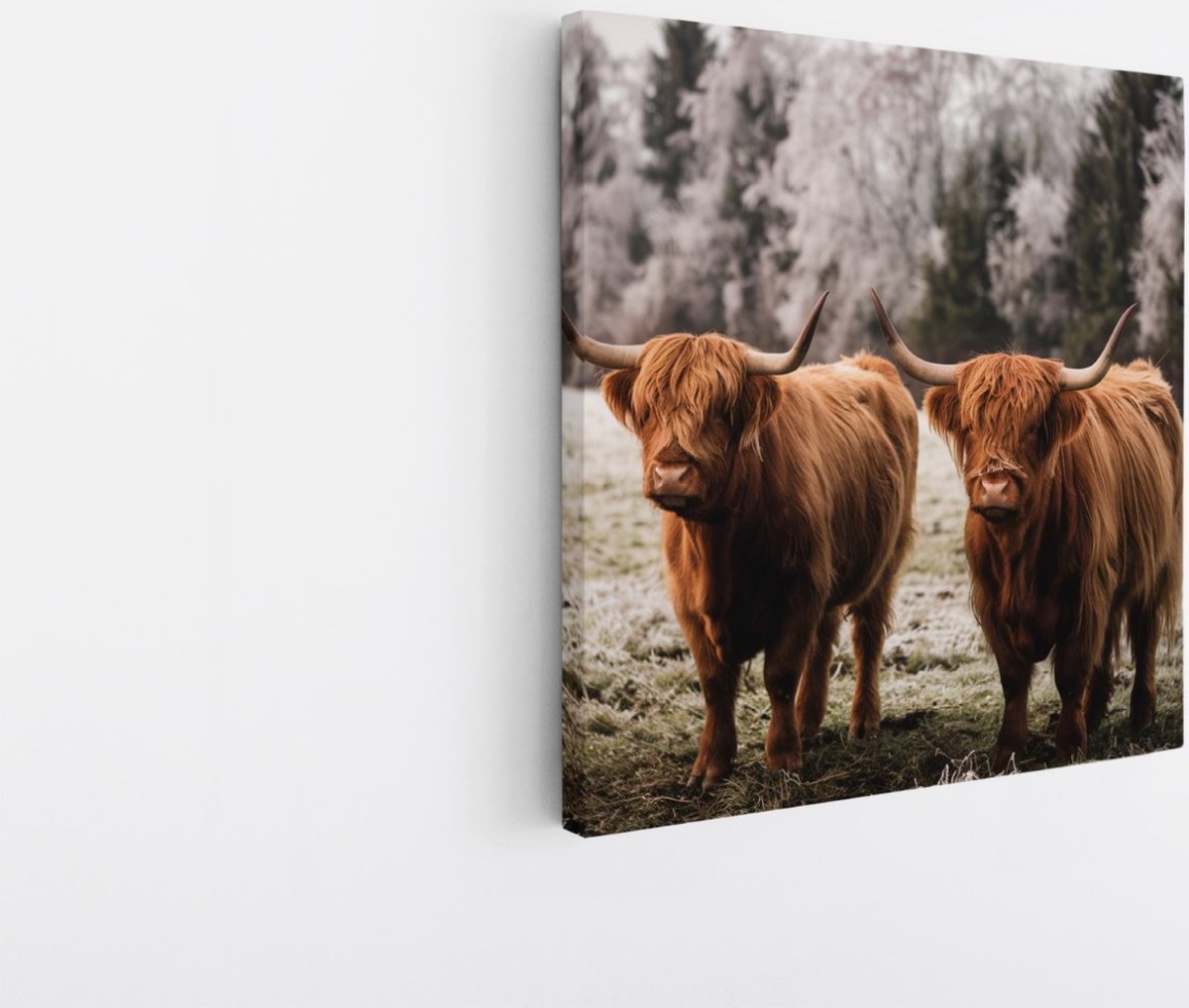 Saammp Canvas Schilderij - Schotse Hooglander Koeien in het gras - Dieren - Natuur - 60x60 - Foto op canvas - Wanddecoratie - muurdecoratie Woonkamer - Slaapkamer decoratie - Canvas Print Multicolor