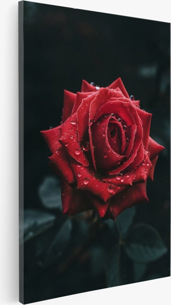 Saammp Canvas Schilderij - Rode roos - Bloemen - Natuur - 100x150 - Foto op canvas - Wanddecoratie - Muurdecoratie Woonkamer - Kantoor Decoratie Multicolor
