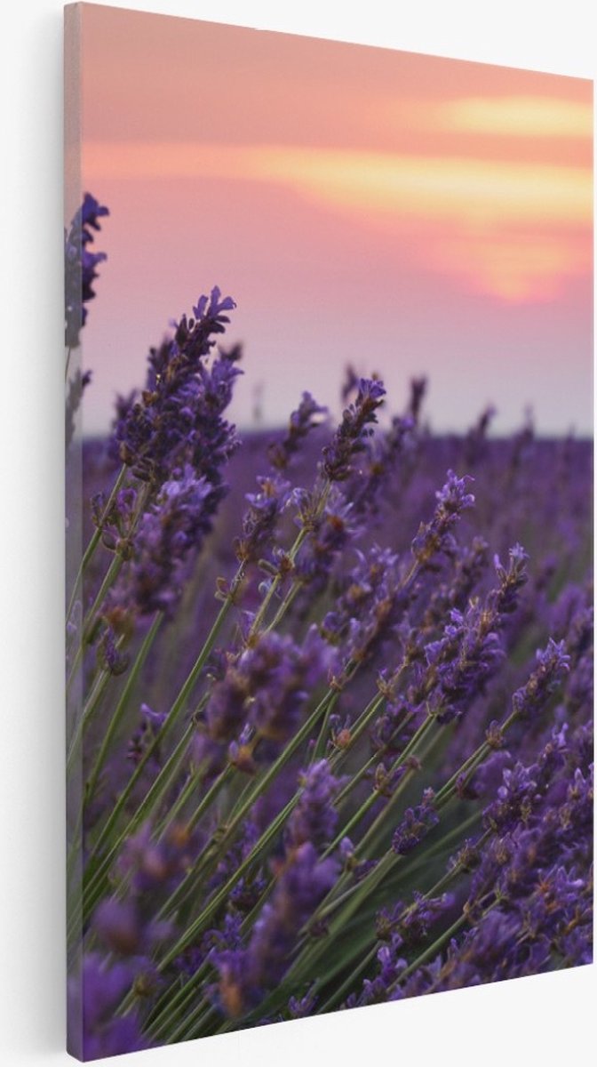 Saammp Canvas Schilderij - Lavendel tijdens zonsondergang - Natuur - Landschap - 40x50 - Foto op canvas - Wanddecoratie - Muurdecoratie Woonkamer - Slaapkamer decoratie - Canvas Print Multicolor