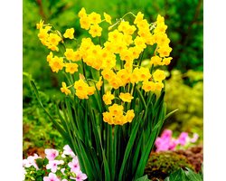 Narcissen Bloembollen Winterhard - Grand Soleil d’Or - 25 stuks - Geel & Oranje - Bloem Bollen Mix - Paasbloemen Meerjarig