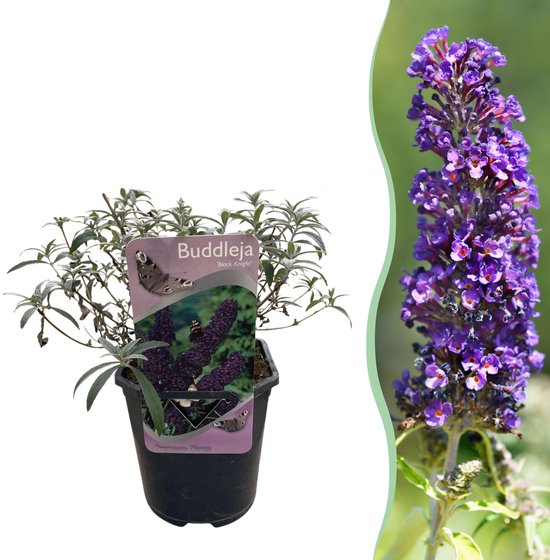 Tuinplantenshop.com | Arbre aux papillons - Buddleja davidii Black Night - Bloem - 1 plante - Caduc - Attire les papillons - Ø 18 cm - 25 cm de haut - Plante de jardin