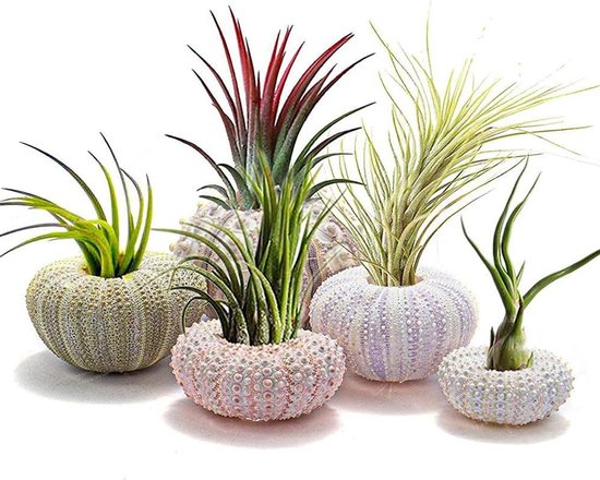 Leuke Cartoon Kawaii Plant In Een Pot Een Plant Met Lange Hangende Bladeren 639729 990