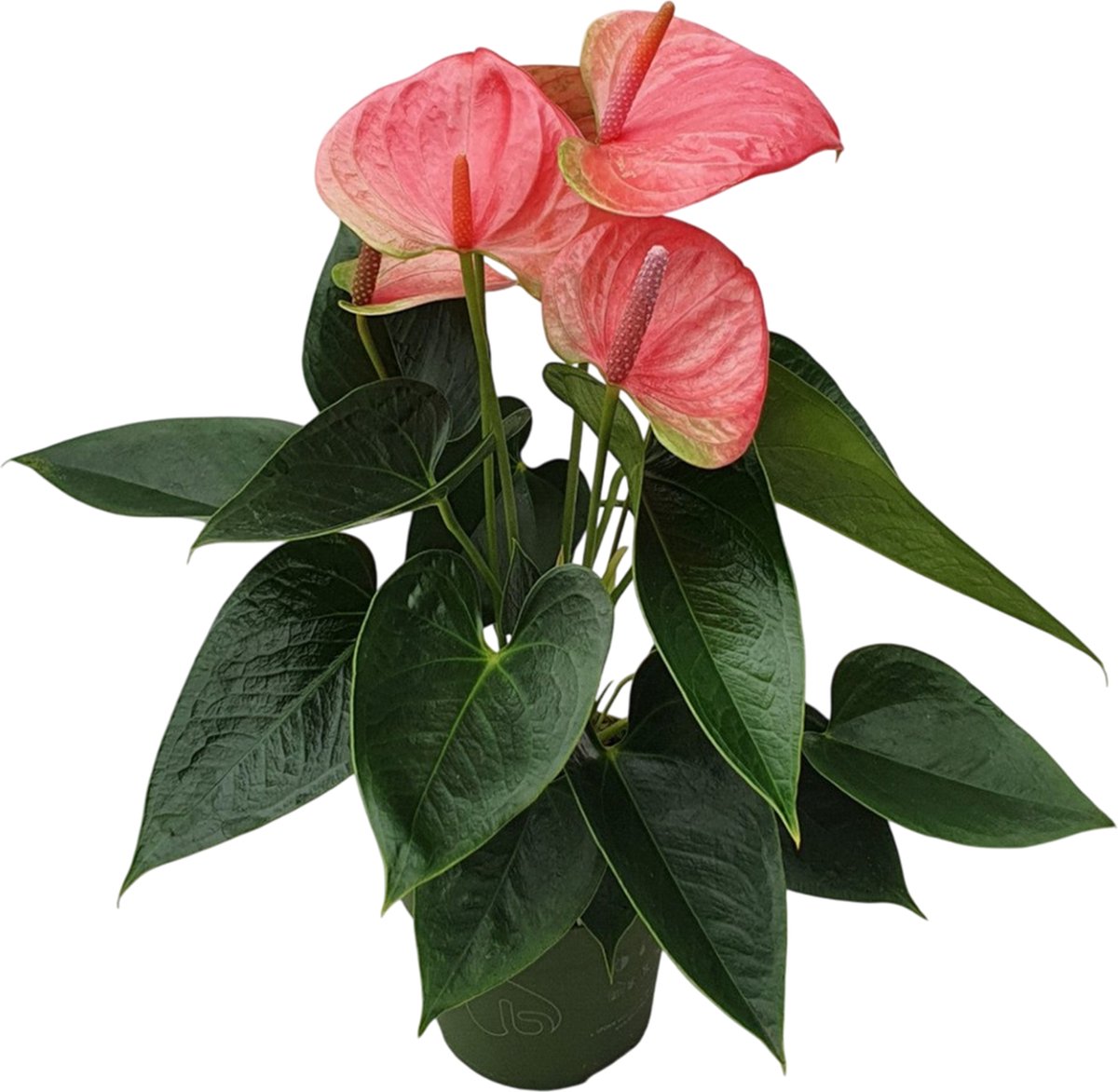 Plant in a Box - Flamingoplant - Anthurium 'Sweet Dream' - Hoogte 35-45 cm - Pot 12cm - Bloeiende kamerplant - Roze