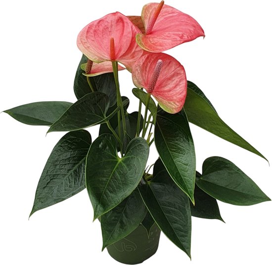 Plant in a Box - Flamingoplant - Anthurium 'Sweet Dream' - Hoogte 35-45 cm - Pot 12cm - Bloeiende kamerplant - Roze