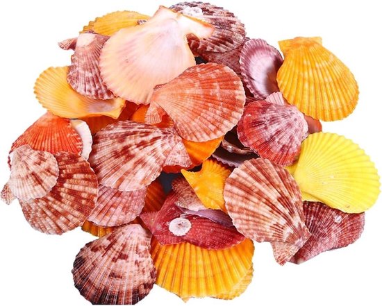 Schelp decoratie kopen - Uniek assortiment