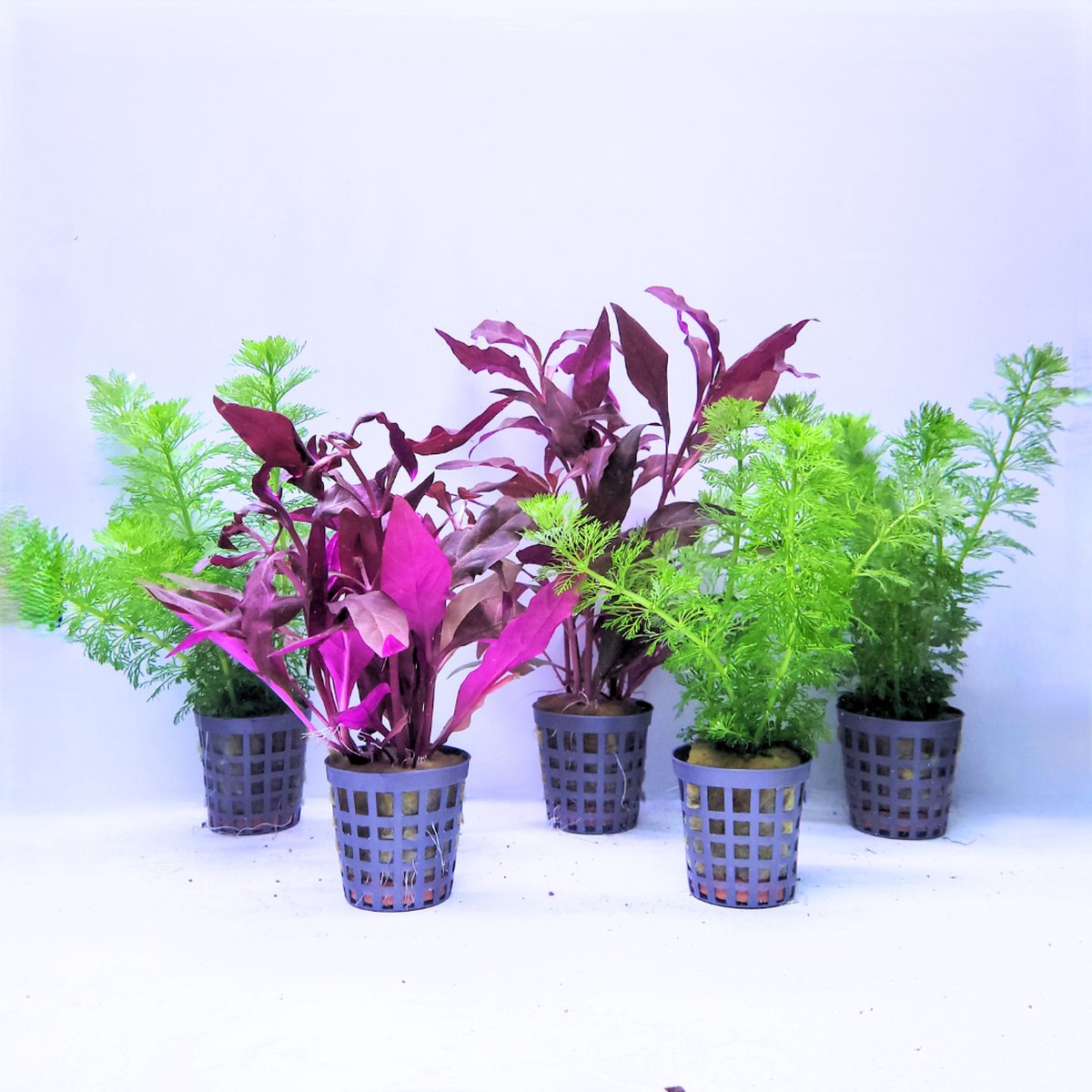 Aquabetta Aquariumplanten Set – Rode & Groene Aquariumplanten – 5 Levende Aquariumplanten – Alternanthera Cardinalis & Limnophila Heterophylla – Aquascape Planten Mix