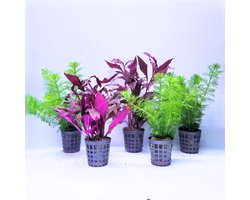 Aquabetta Aquarium Planten Set LAP-008 – 5 Aquariumplanten - 2x Alternanthera – 3x Limnophila – Decoratie – Set met diverse Hoogtes