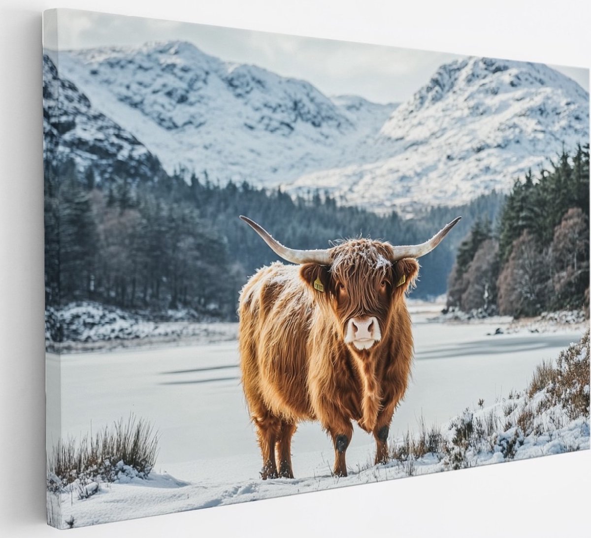 Saammp Canvas Schilderij - Schotse Hooglander Koe in de sneeuw - Landschap - Dieren - Natuur - 30x20 - Foto op canvas - Wanddecoratie - muurdecoratie Woonkamer - Slaapkamer decoratie - Canvas Print Multicolor