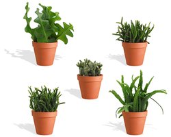 DutchLeafs Rhipsalis Mix Mini Vetplanten in Terracotta Bloempot - 5 Stuks - Kwekerspot 5,5 cm - Hoogte 8-15 cm - Mini Plantjes - Succulenten - Kamerplanten