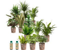 vdvelde.com - Kantoorplanten - Makkelijke en Luchtzuiverende Planten - Kantoorinrichting - Eco Pot - 12 stuks - Planten voor op Kantoor - 12 planten in eco potten - Ø 12 cm ↥ ca. 35 cm - Incl. plantenvoeding
