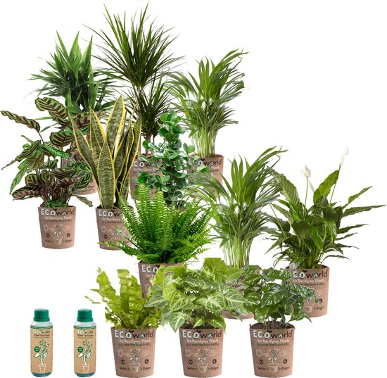 vdvelde.com - Kantoorplanten - Makkelijke en Luchtzuiverende Planten - Kantoorinrichting - Eco Pot - 12 stuks - Planten voor op Kantoor - 12 planten in eco potten - Ø 12 cm ↥ ca. 35 cm - Incl. plantenvoeding
