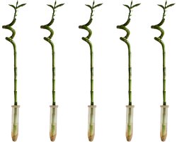 Bloomique - Set van 5 - Dracaena Sanderiana - Lucky Bamboo - Geluksbamboe - Kamerplanten - Luchtzuiverend - Gemakkelijk in onderhoud - 40-50cm Hoog