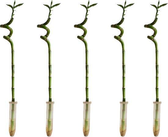 Bloomique - Set van 5 - Dracaena Sanderiana - Lucky Bamboo - Geluksbamboe - Kamerplanten - Luchtzuiverend - Gemakkelijk in onderhoud - 40-50cm Hoog
