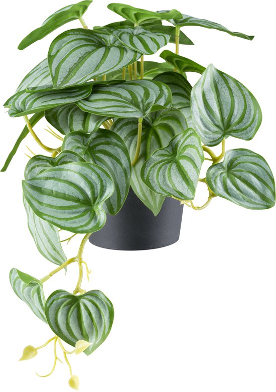 Flourify, Peperomia plante suspendue - lot de 2 - plante artificielle pour usage intérieur - petite plante artificielle - fausse plante