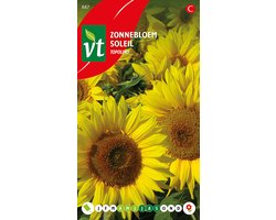 Zonnebloem 'Topolino' - Compacte Soort Geschikt voor Balkons en Potten
