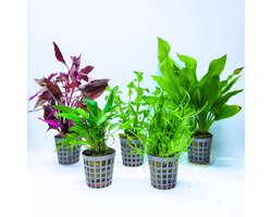Aquabetta Aquarium Planten Set LAP-002 – 5 Aquariumplanten - Alternanthera – Bacopa – Cryptocoryne – Echinodorus – Lilaeopsis – Decoratie – Set met diverse Hoogtes