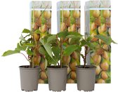 Plant in a Box - Kiwi Actinidia 'Jenny' - Set van 3 - Kiwiplanten - Pot 9cm - Hoogte 20-40cm