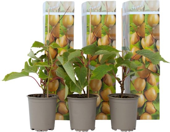 Plant in a Box – Kiwi Actinidia ‘Jenny’ – Set van 3 – Kiwiplanten – Pot 9cm – Hoogte 20-40cm