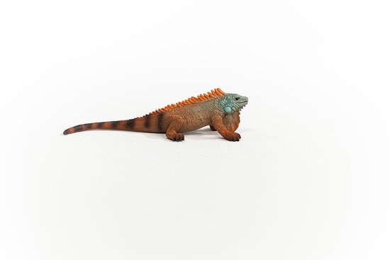 Bruine leguaan met oranje stekels, blauwgroene kop en zwart gestreepte staart.