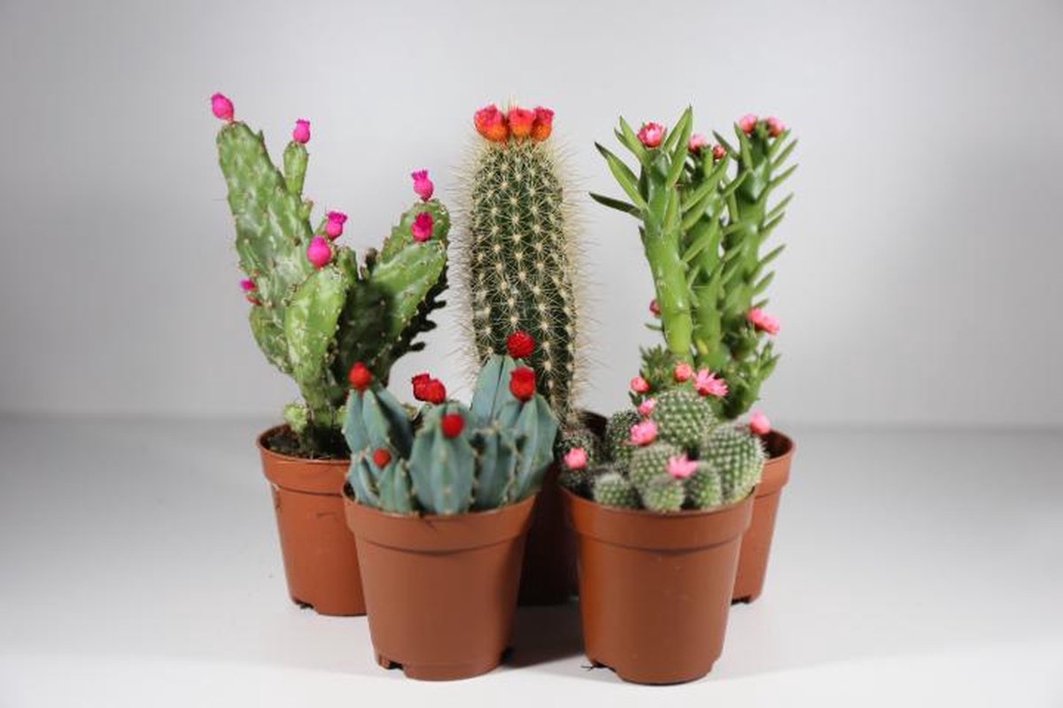 mini Cactussen mix met Bloemetjes – Set van 5 – Potmaat 8,5 cm