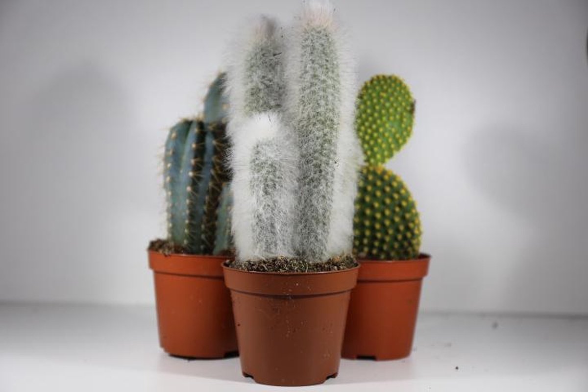 succulux Cactussenmix – Set van 3 – Potmaat 8,5 cm
