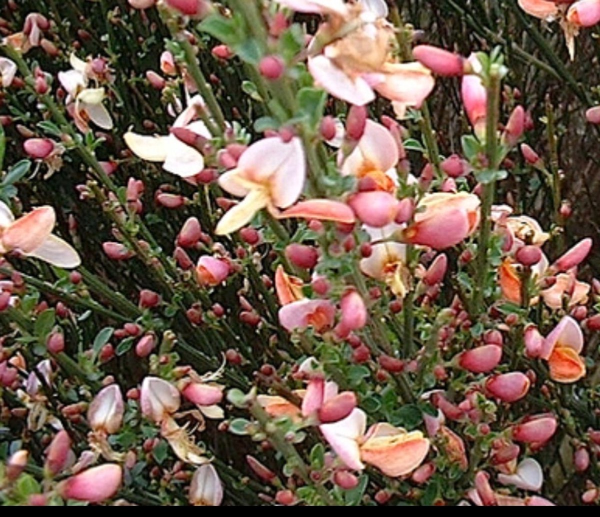 Cytisus (p) 'Zeelandia' - Brem , Geitenklaver 60- 80 cm in pot