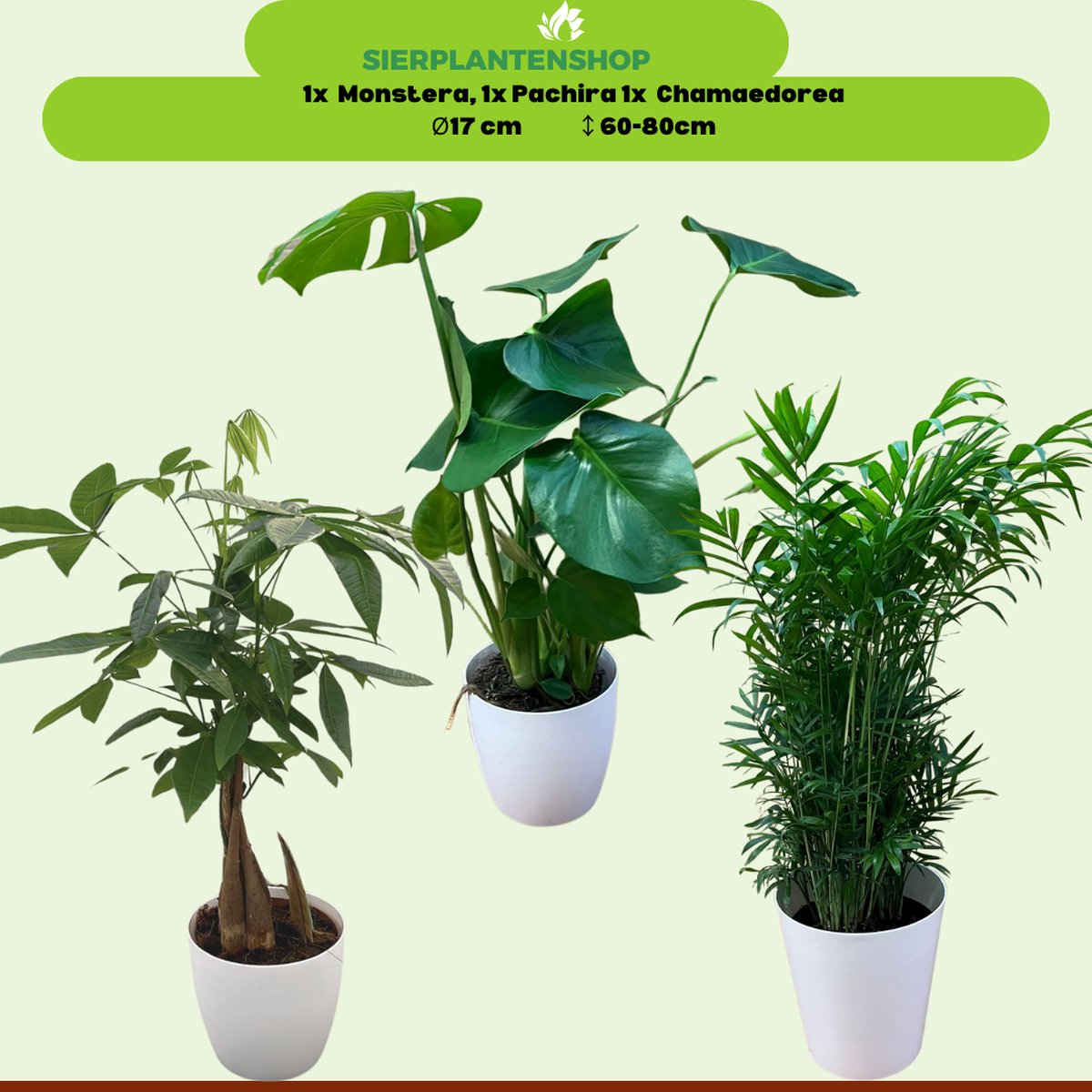Monstera, Pachira en Chamaedorea met witte sierpotten 60-70cm -Ø12 Groene Kamerplant