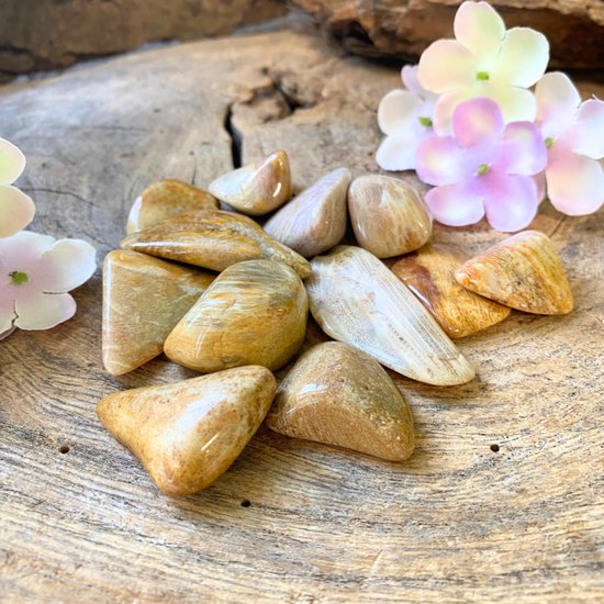 Corail pétrifié pierres roulées 100 gr. (mt3)