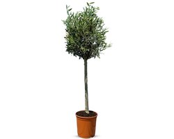 Sunny Tree - Winterharde Olijfboom op Stam 130 cm - Olea Europaea - 7 Jaar Oud - Winterhard - Groenblijvend