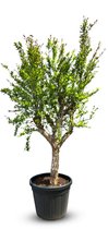 Sunny Tree - Granaatappelboom - Punica Granatum - 20 jaar oud - Fruitboom - Buitenplant - 180 cm - Winterhard