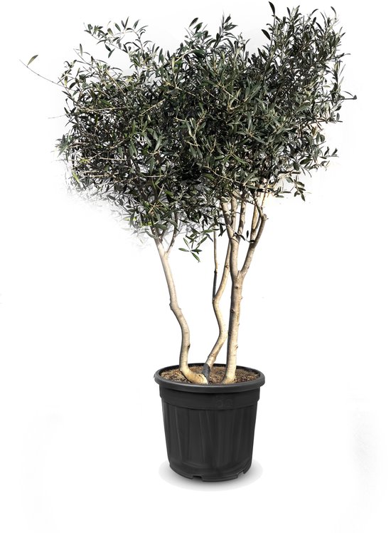 Olijfboom met meerdere stammen, donkergroene bladeren, in een zwarte pot.