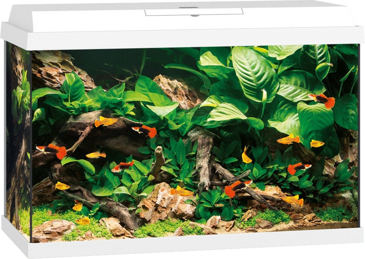 Bol.com Juwel Primo 70 Aquarium - Wit - 70L - 61 x 31 x 44 cm aanbieding