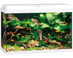 Juwel Primo 70 Aquarium - Wit - 70L - 61 x 31 x 44 cm