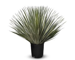 Sunny Tree - Yucca Rostrata - Palmboom - 70 cm Hoog - Sierplant voor Buiten - Mediterrane uitstraling - Palmboom Winterhard
