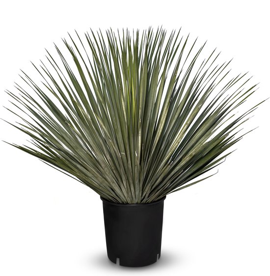 Yucca Rostrata met een waaier van lange, grijsgroene bladeren in een zwarte pot, geïsoleerd op een witte achtergrond.